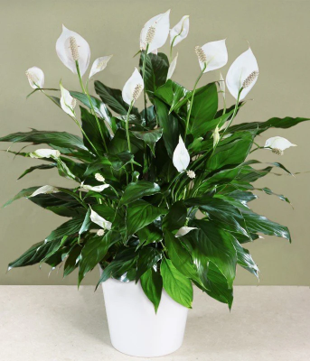 Picture of Peace Lily Live Plant |Best Indoor Plant |Indoor plant