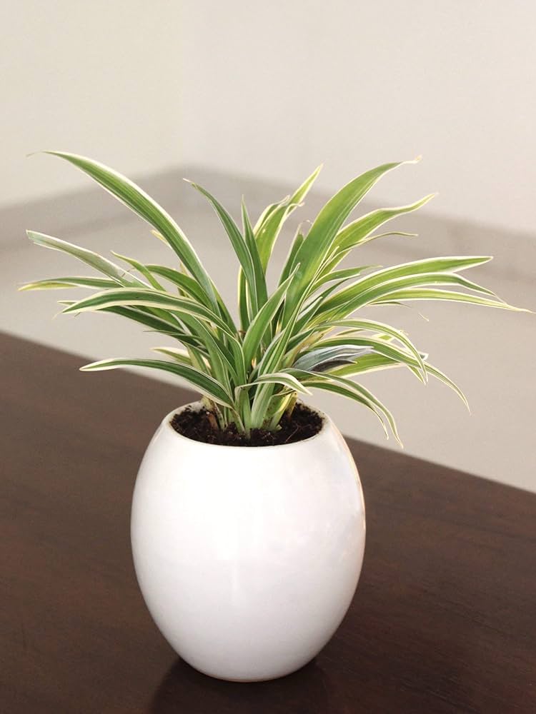 Picture of Spider plant Indoor plant| Best Indoor plant | Indoor plant