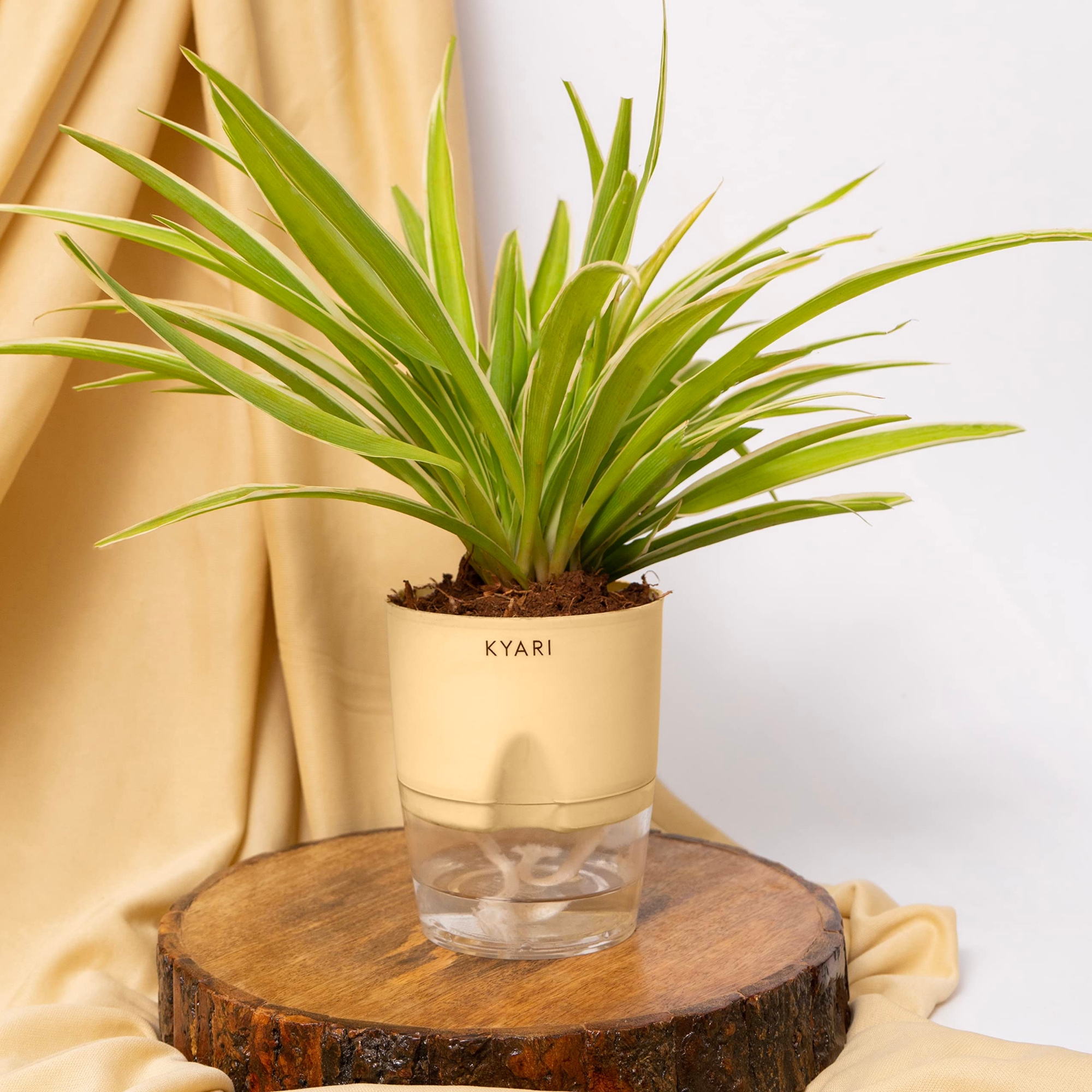 Picture of Spider plant Indoor plant| Best Indoor plant | Indoor plant