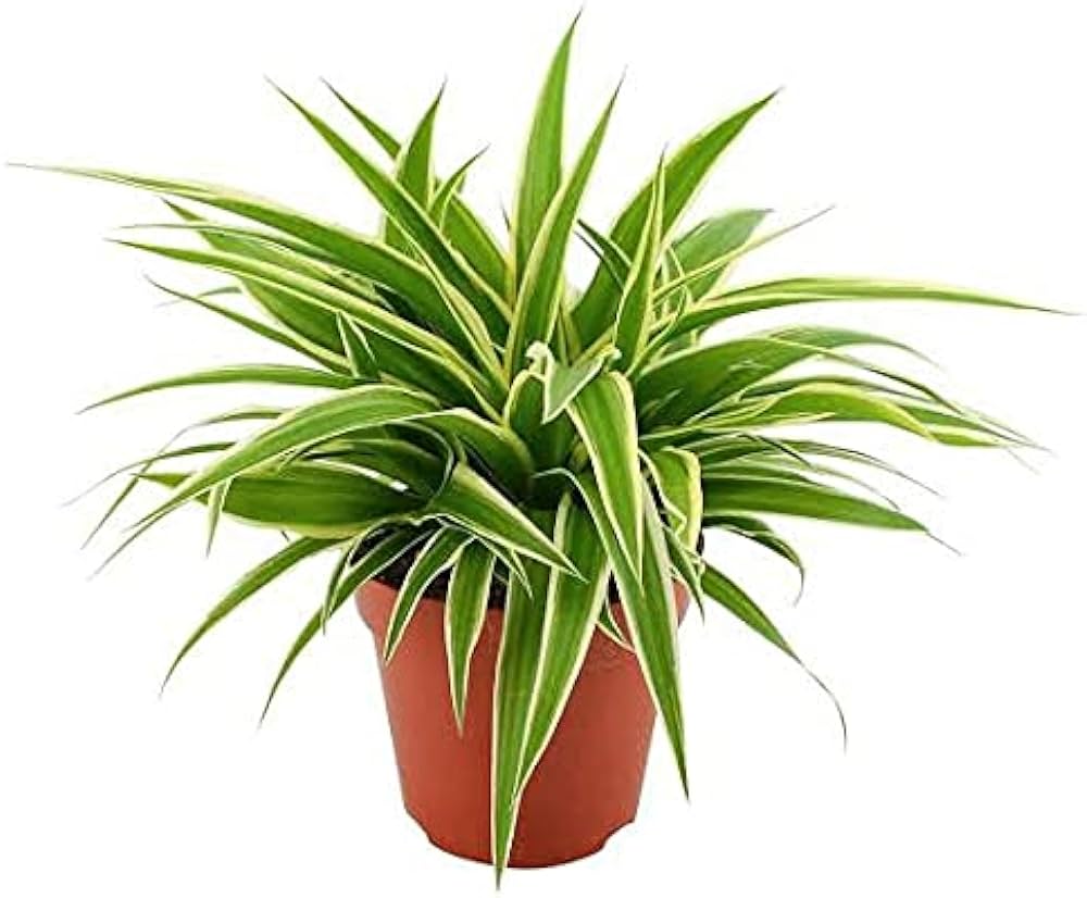Picture of Spider plant Indoor plant| Best Indoor plant | Indoor plant