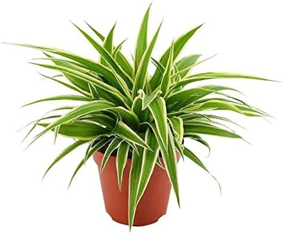 Picture of Spider plant Indoor plant| Best Indoor plant | Indoor plant