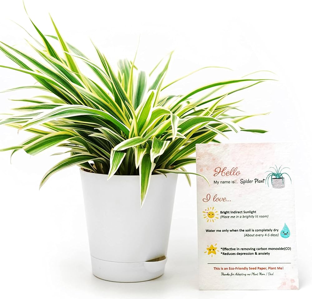 Picture of Spider plant Indoor plant| Best Indoor plant | Indoor plant