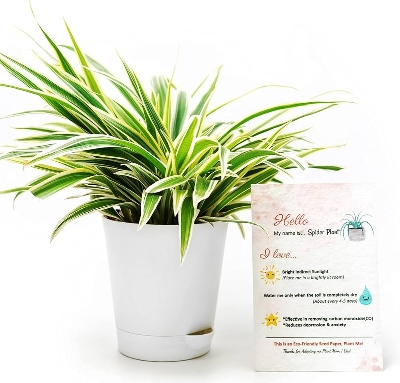 Picture of Spider plant Indoor plant| Best Indoor plant | Indoor plant