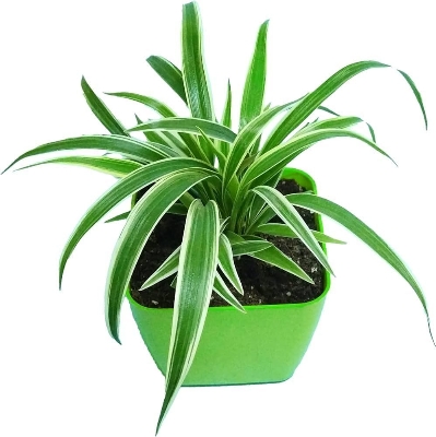 Picture of Spider plant Indoor plant| Best Indoor plant | Indoor plant