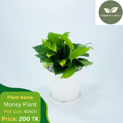 Picture of Money Plant Tree With Tub| Premium Quality Money Plant|  Best Indoor Plant