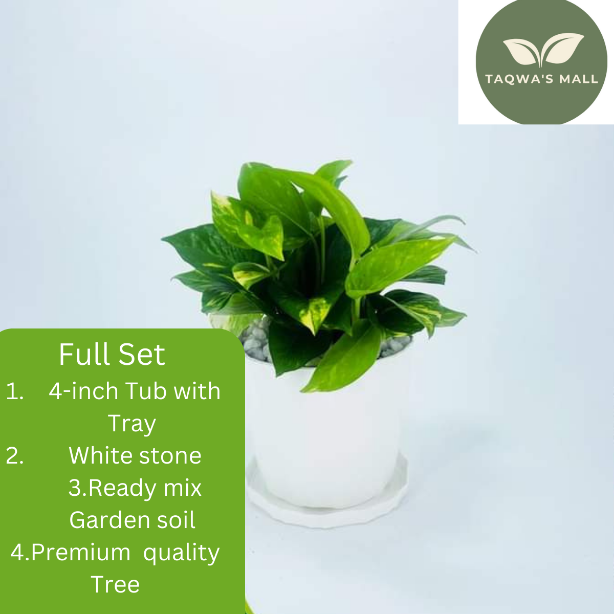 Picture of Money Plant Tree With Tub| Premium Quality Money Plant|  Best Indoor Plant
