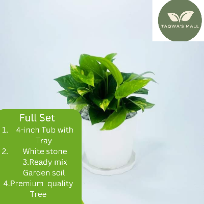 Picture of Money Plant Tree With Tub| Premium Quality Money Plant|  Best Indoor Plant