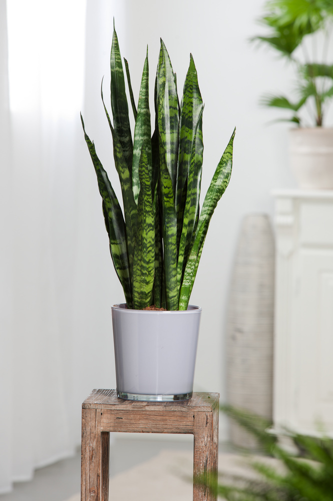Picture of Long snake plant green colour leaf Sansevieria indoor and outdoor air purifying houseplant | Best Indoor Plant