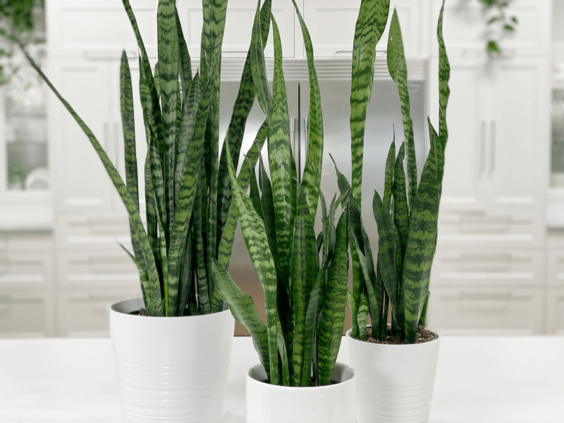 Picture of Long snake plant green colour leaf Sansevieria indoor and outdoor air purifying houseplant | Best Indoor Plant