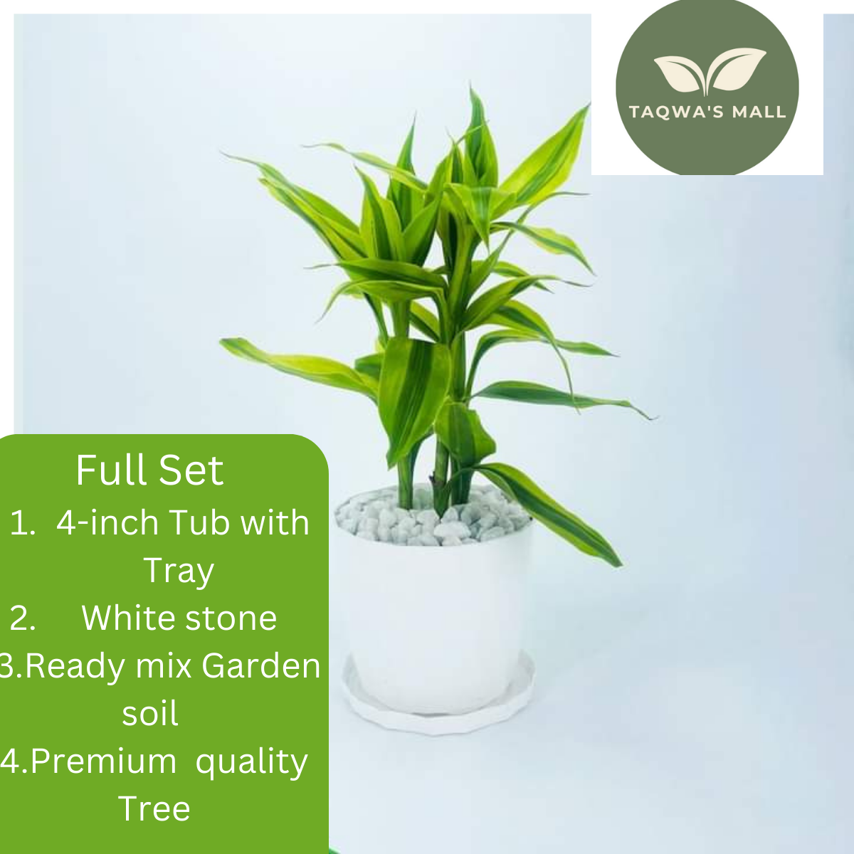 Picture of Lucky Bamboo Tree with Tub (Rooted Tree)| Premium Quality Tree| Best Indoor Plant