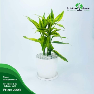 Picture of Lucky Bamboo Tree with Tub (Rooted Tree)| Premium Quality Tree| Best Indoor Plant
