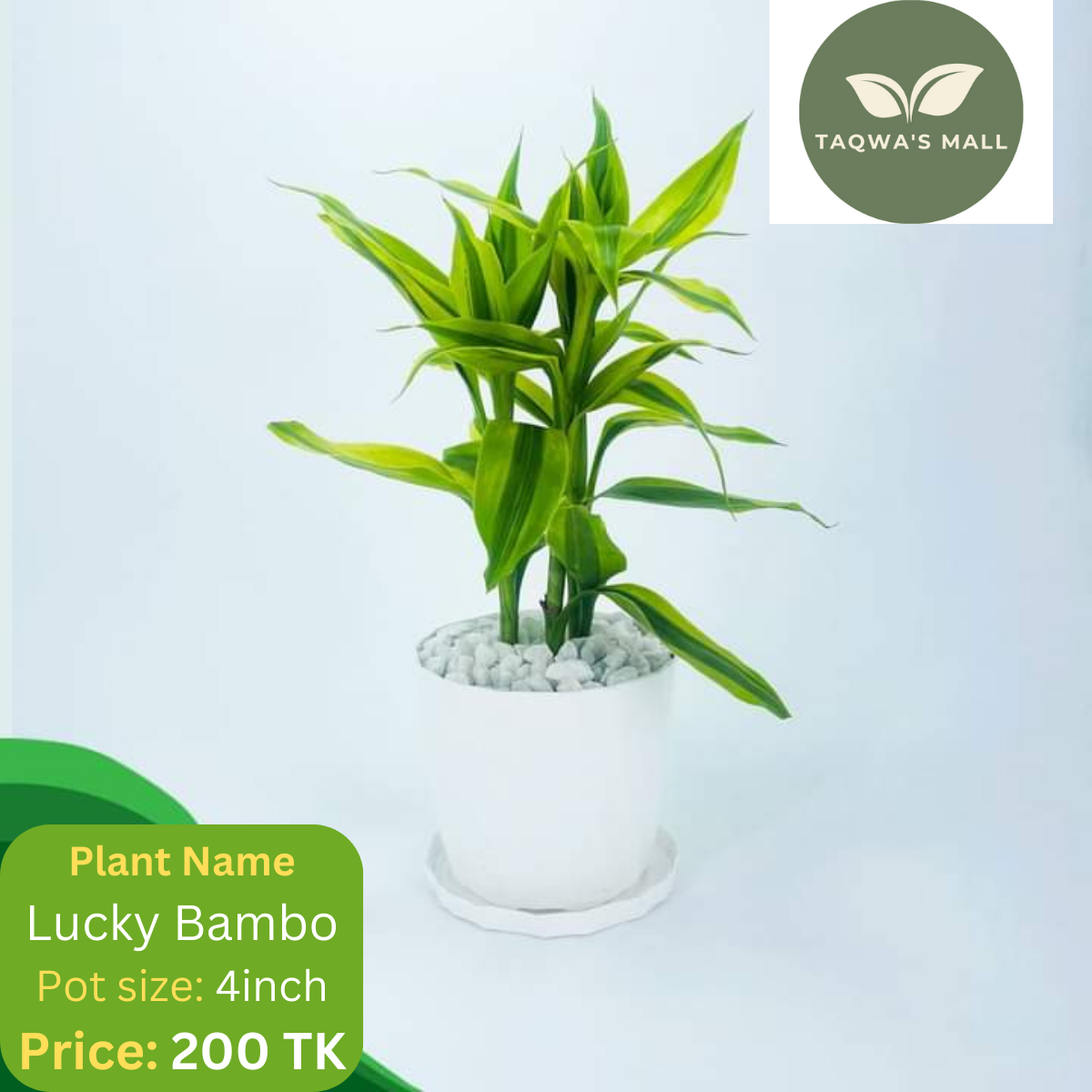 Picture of Lucky Bamboo Tree with Tub (Rooted Tree)| Premium Quality Tree| Best Indoor Plant