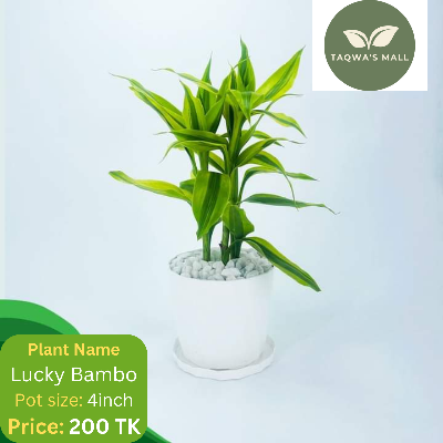 Picture of Lucky Bamboo Tree with Tub (Rooted Tree)| Premium Quality Tree| Best Indoor Plant