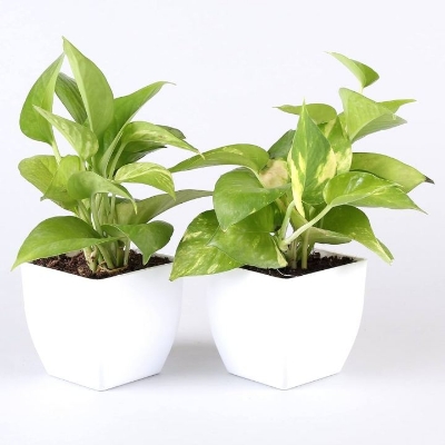 Picture of Money Plant Combo Pack  | Best Indoor Plant| Indoor Plant