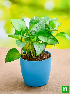 Picture of Money Plant Combo Pack  | Best Indoor Plant| Indoor Plant