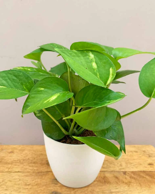 Picture of Money Plant Combo Pack  | Best Indoor Plant| Indoor Plant