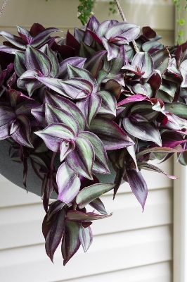 Picture of Jew plant indoor and outdoor plant (without pot )| Best Plant Indoor plant