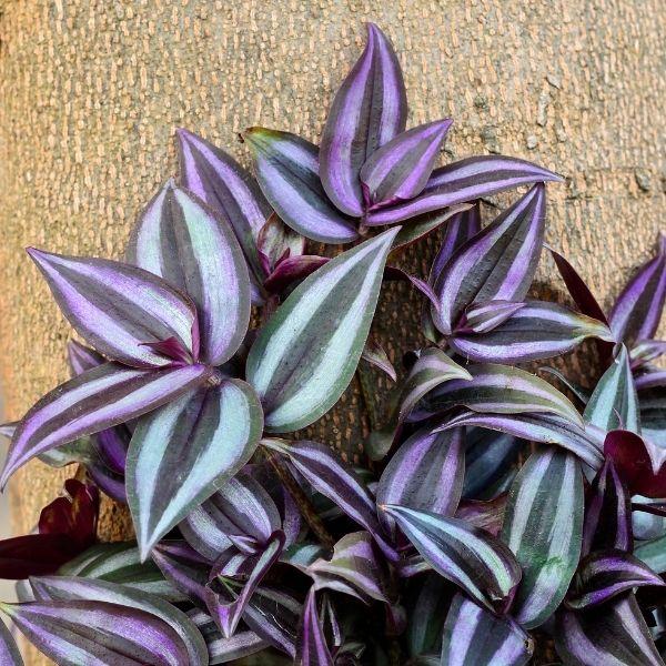 Picture of Jew plant indoor and outdoor plant (without pot )| Best Plant Indoor plant