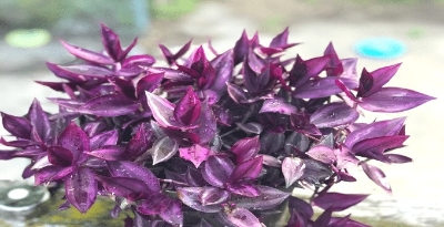 Picture of Jew plant indoor and outdoor plant (without pot )| Best Plant Indoor plant