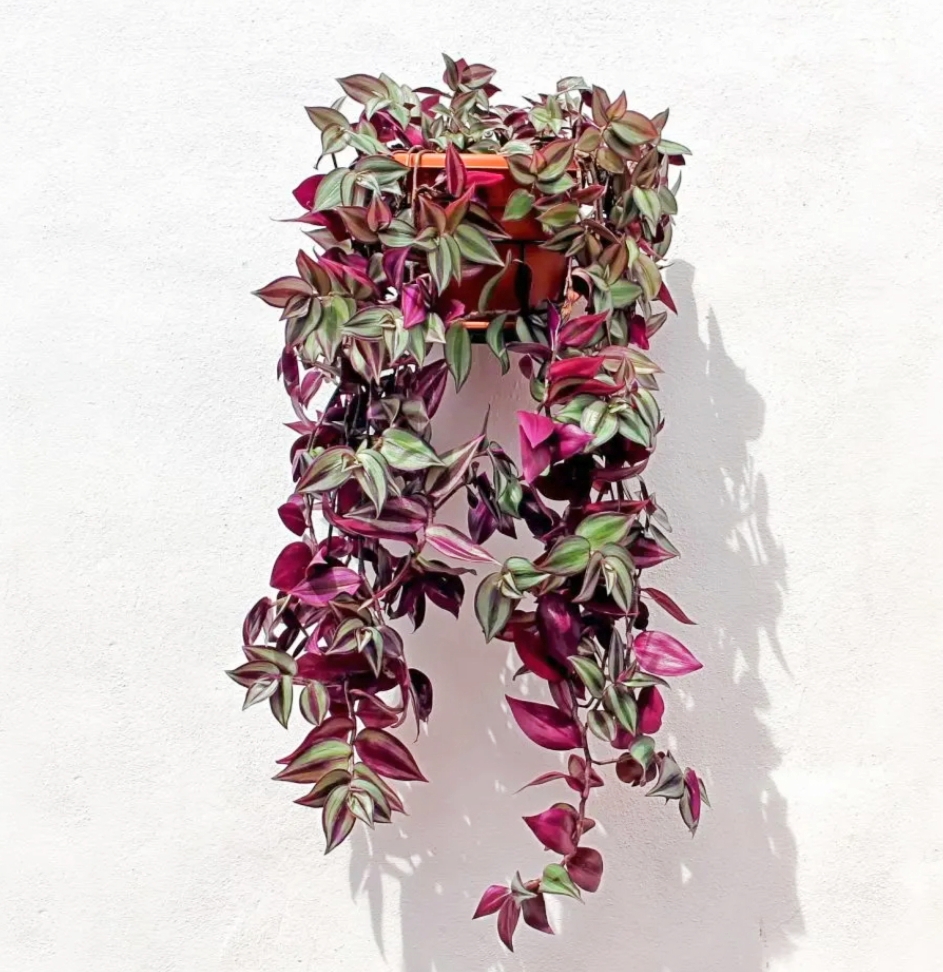 Picture of Jew plant indoor and outdoor plant (without pot )| Best Plant Indoor plant