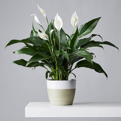 Picture of Peace Lily Live Plant||Best Indoor Plant| Indoor plan| Air Purifier