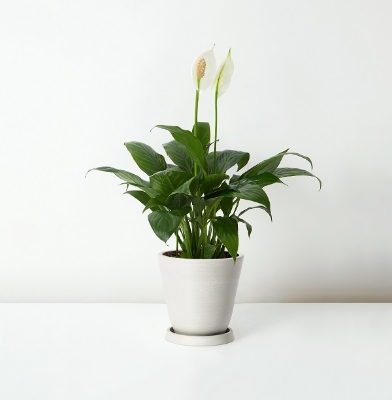 Picture of Peace Lily Live Plant||Best Indoor Plant| Indoor plan| Air Purifier