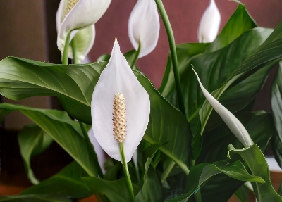 Picture of Peace Lily Live Plant||Best Indoor Plant| Indoor plan| Air Purifier
