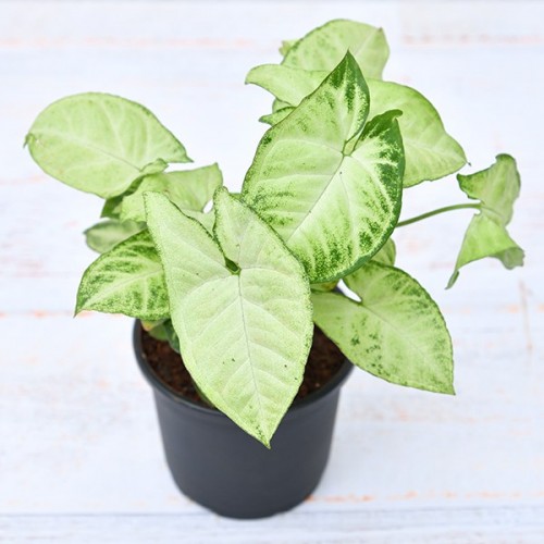 Picture of Syngonium Plant for Home and Garden Decoration| Best Indoor and Outdoor Plant