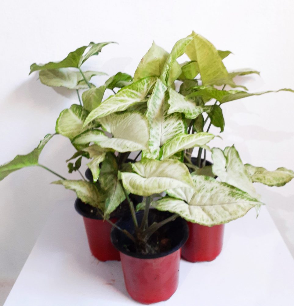 Picture of Syngonium Plant for Home and Garden Decoration| Best Indoor and Outdoor Plant