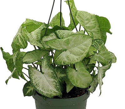 Picture of Syngonium Plant for Home and Garden Decoration| Best Indoor and Outdoor Plant