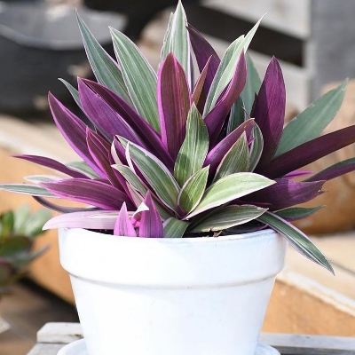 Picture of Moses in The Cradle" Starter Houseplant Colorful Rio Patabhar indoor plant tree| Best Indoor Plant