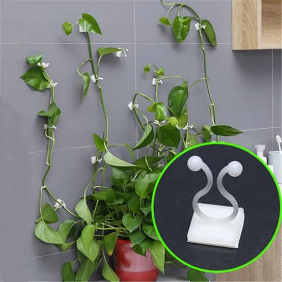 Picture of Plant climbing wall clip self-adhesive buckle hook 20 pcs
