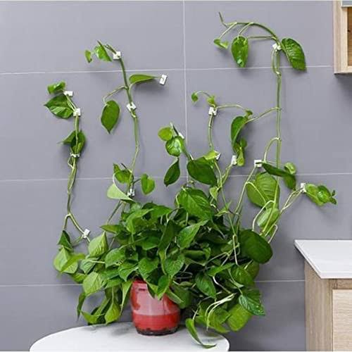 Picture of Plant climbing wall clip self-adhesive buckle hook 20 pcs