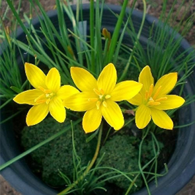 Picture of Rain Lily Flower Bulb (Big Seed) - 3 pcs - White/Pink/Yellow - Mix Color