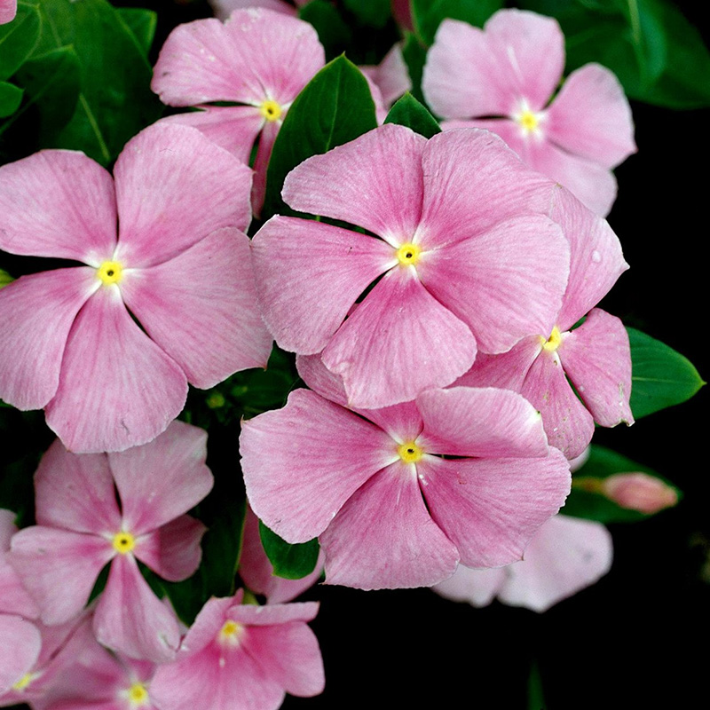 Picture of Vinca (নয়নতারা) Flower Seed - 25+ pcs Mix Color F2 Hybrid Seed
