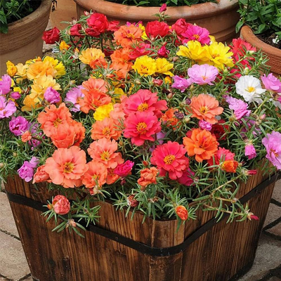 Picture of Portulaca (পর্তুলিকা) - 100+ Seed - F2 Hybrid - All Season