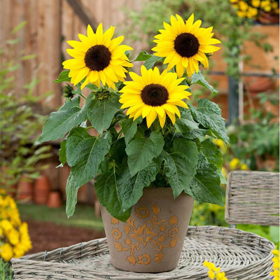Picture of সূর্যমুখী/Sunflower Seed  - 25+ pcs Hybrid Seed All Season - Repack