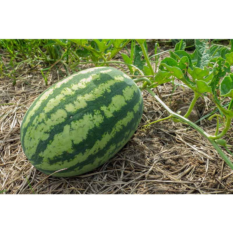 Picture of তরমুজ / Watermelon Seed 07 pcs Pack F1 Hybrid All Season