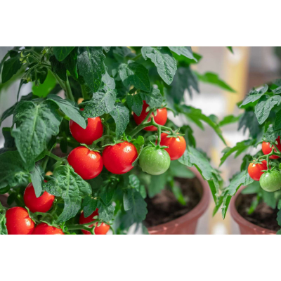 Picture of Summer Tomato - 15  F1 Hybrid Seed -  গ্রিষ্মকালিন টমাটো হাইব্রিড বিজ
