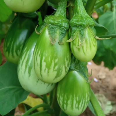 Picture of Brinjal Seed- 20 pcs F1 Hybrid All Season Green Brinjal Seed - 