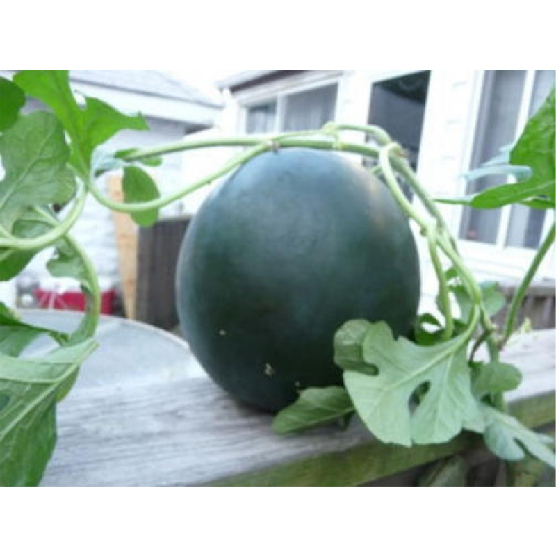 Picture of Black Watermelon - 15 PCS Seed F1 Hybrid All Season /কালো তরমুজের বীজ
