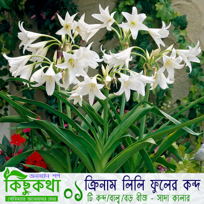 Picture of Crinum Lily Bulb - 01 pcs - ক্রিনাম লিলি ফুলের কন্দ বা বড় বীজ - ০১ টি