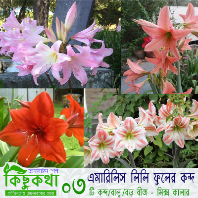 Picture of Amaryllis Lily Bulb - 01 pcs -  এমারিলিস লিলি ফুলের বাল্ব বা কন্দ 