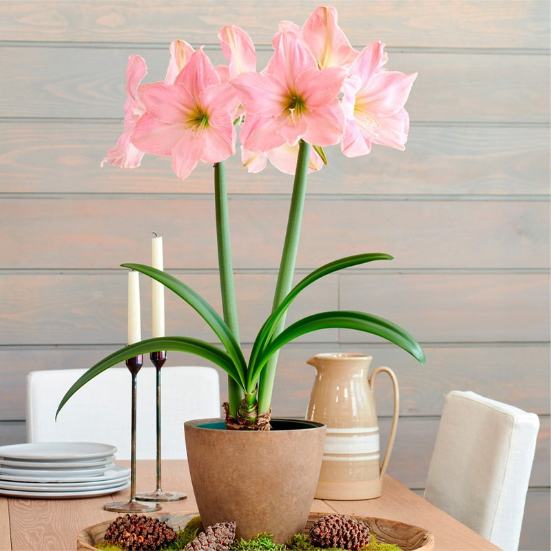 Picture of Amaryllis Lily Bulb - 01 pcs -  এমারিলিস লিলি ফুলের বাল্ব বা কন্দ 