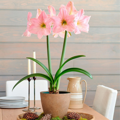 Picture of Amaryllis Lily Bulb - 01 pcs -  এমারিলিস লিলি ফুলের বাল্ব বা কন্দ 