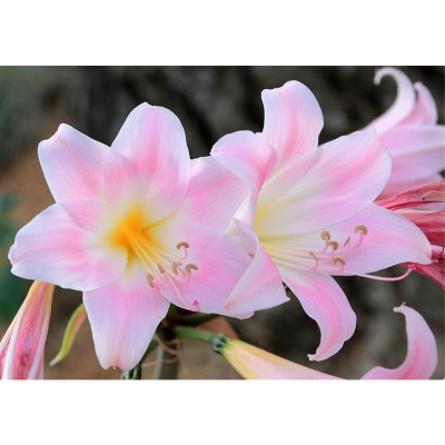 Picture of Amaryllis Lily Bulb - 01 pcs -  এমারিলিস লিলি ফুলের বাল্ব বা কন্দ 