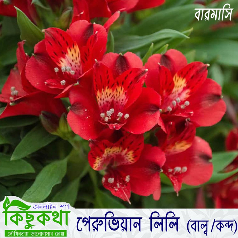 Picture of Peruvian Lily Flower Bulb - 01 pcs Mature Bulb