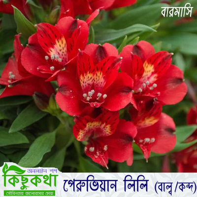 Picture of Peruvian Lily Flower Bulb - 01 pcs Mature Bulb