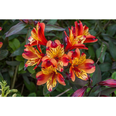 Picture of Peruvian Lily Flower Bulb - 01 pcs Mature Bulb