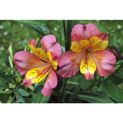 Picture of Peruvian Lily Flower Bulb - 01 pcs Mature Bulb